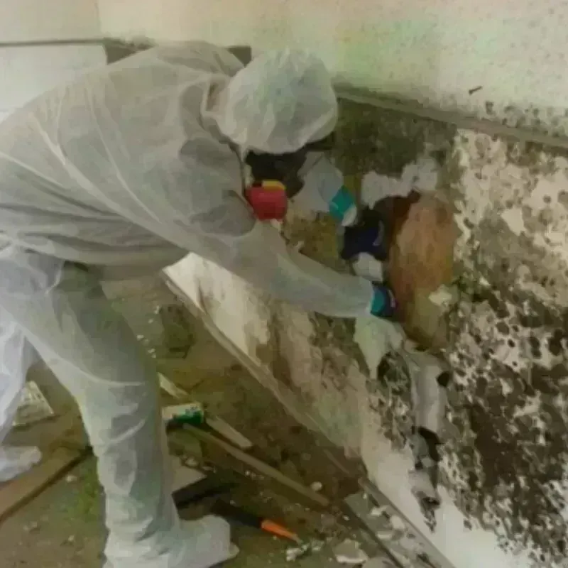 Mold Remediation and Removal in King and Queen County, VA